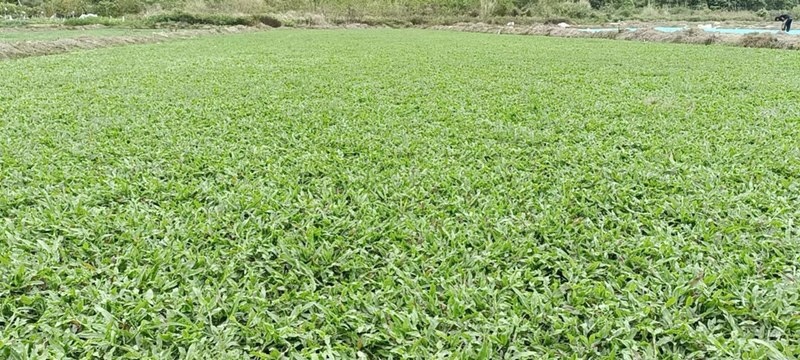 大叶油草草块草卷基地大量现货供应，欢迎各位客户咨询