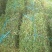 大叶油草草块草卷基地大量现货供应，欢迎各位客户咨询