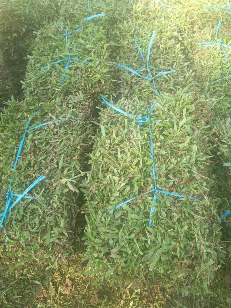 大叶油草草块草卷基地大量现货供应，欢迎各位客户咨询