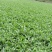 大叶油草草块草卷基地大量现货供应，欢迎各位客户咨询