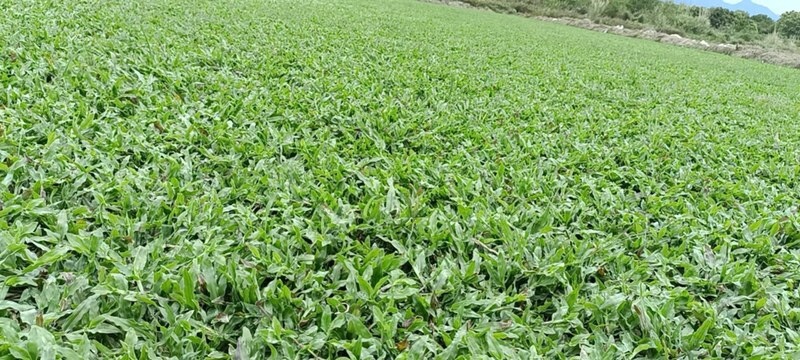 大叶油草草块草卷基地大量现货供应，欢迎各位客户咨询