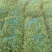 大叶油草草块草卷基地大量现货供应，欢迎各位客户咨询
