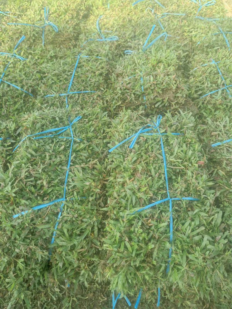大叶油草草块草卷基地大量现货供应，欢迎各位客户咨询