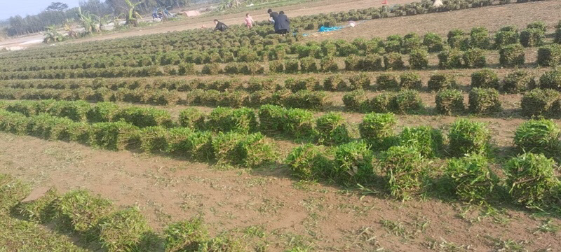 大叶油草草块草卷基地大量现货供应，欢迎各位客户咨询