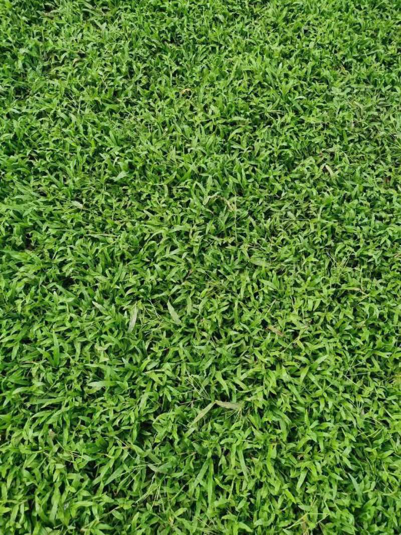 大叶油草草块草卷基地大量现货供应，欢迎各位客户咨询