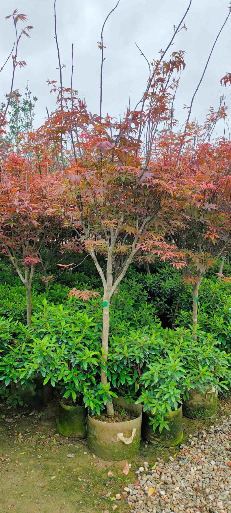 红枫各种规格基地大量现货供应，欢迎各位客户咨询