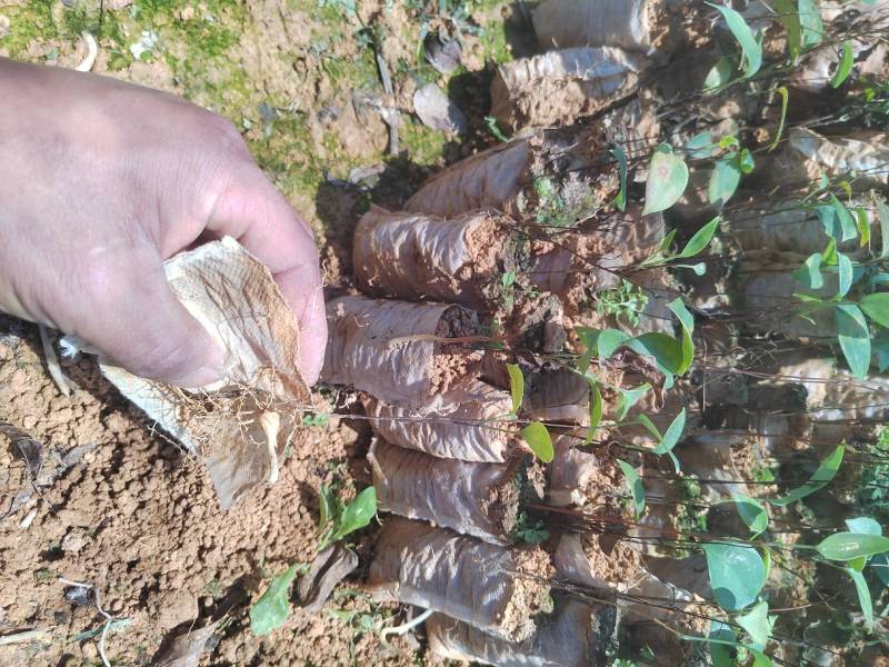 土茯苓苗白肉的那款两年苗营养杯苗山上移植耐旱成活率高