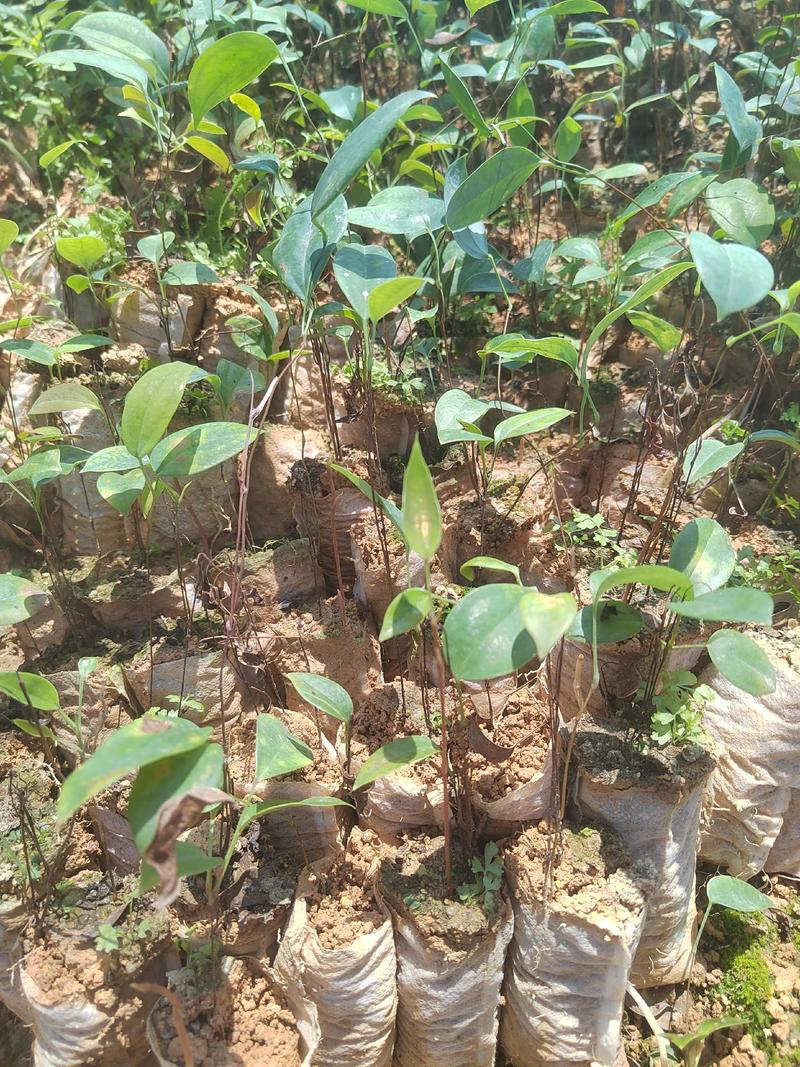 土茯苓苗白肉的那款两年苗营养杯苗山上移植耐旱成活率高