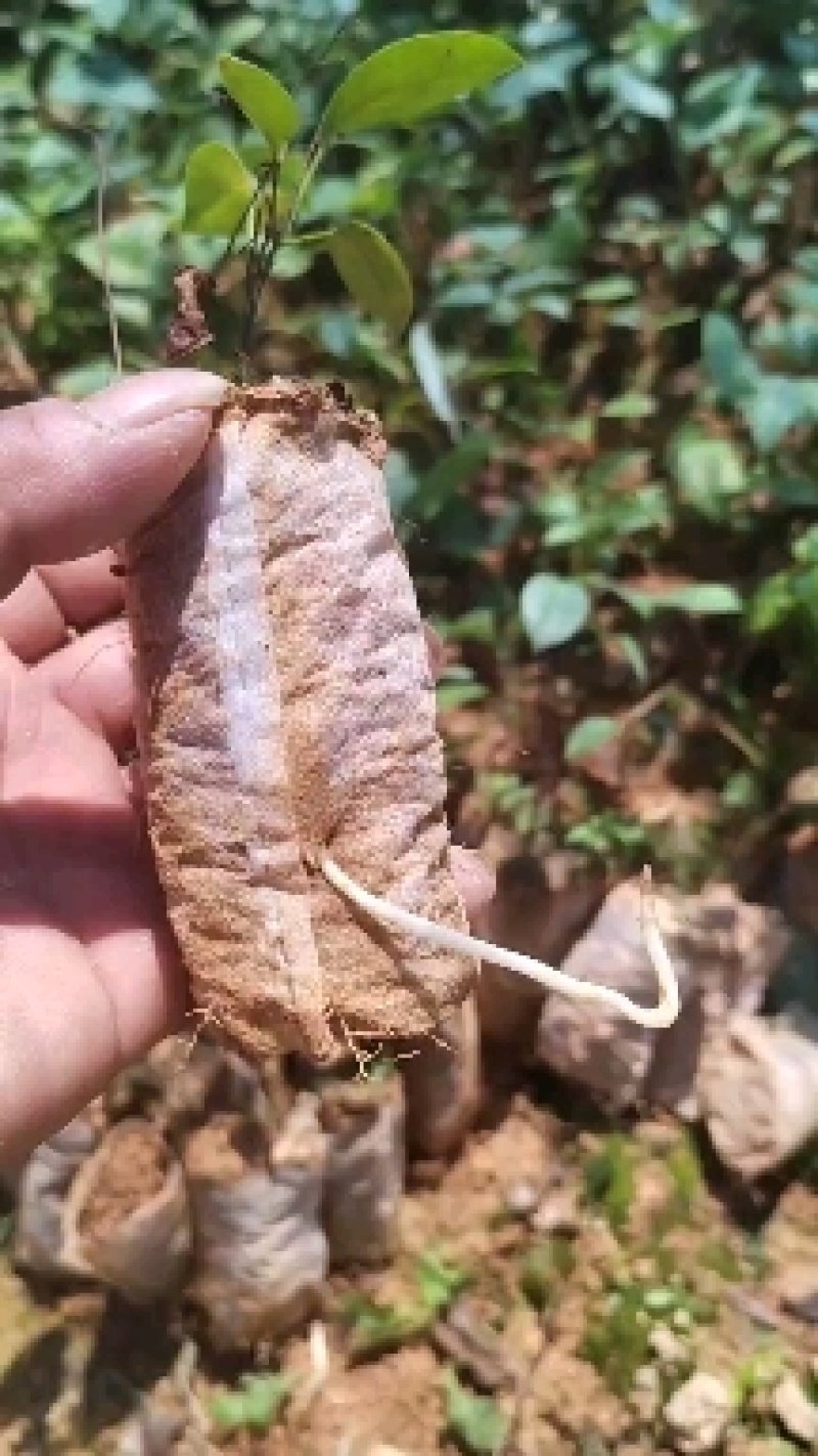 土茯苓苗白肉的那款两年苗营养杯苗山上移植耐旱成活率高