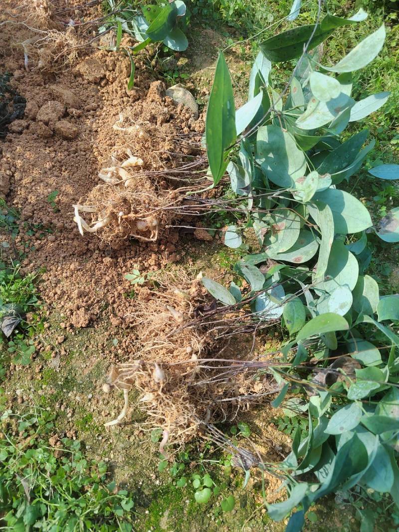 土茯苓苗白肉的那款两年苗营养杯苗山上移植耐旱成活率高