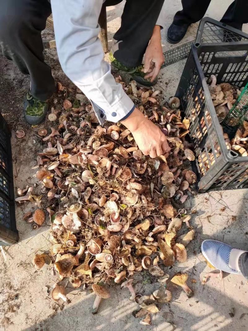 枞树菌，青铜菌，绿色食材野生季节性菌鲜货全国发货