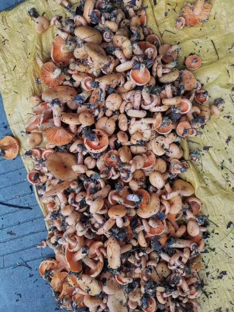 季节野生鲜甜美味餐桌煲汤必备一件