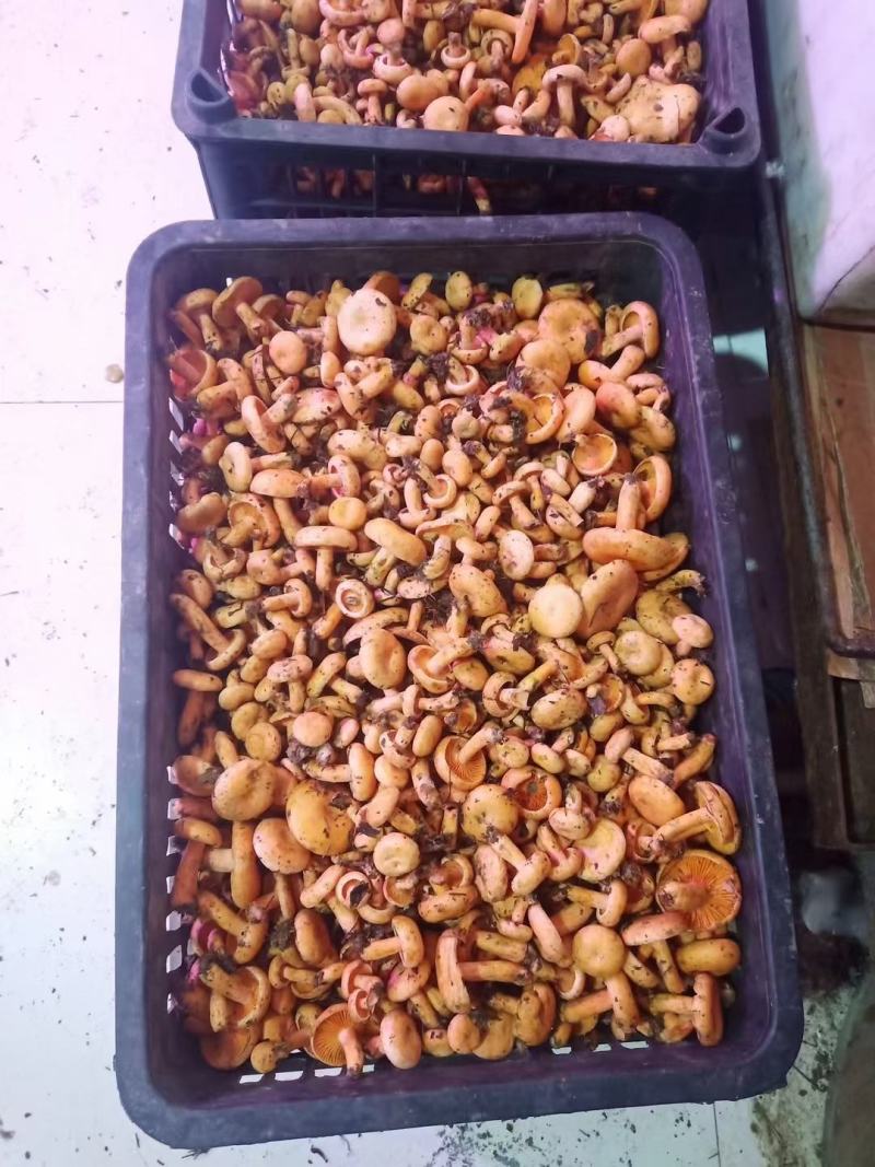 季节野生鲜甜美味餐桌煲汤必备一件