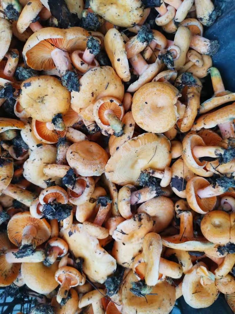 季节野生枞树黄菌枞树菇鲜甜美味餐桌煲汤必备一件