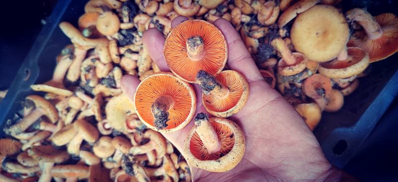 季节野生鲜甜美味餐桌煲汤必备一件