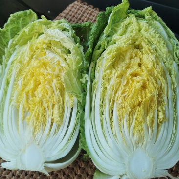 精品黄心白菜一手货源地头装车，新鲜！有需要的老板及时联系