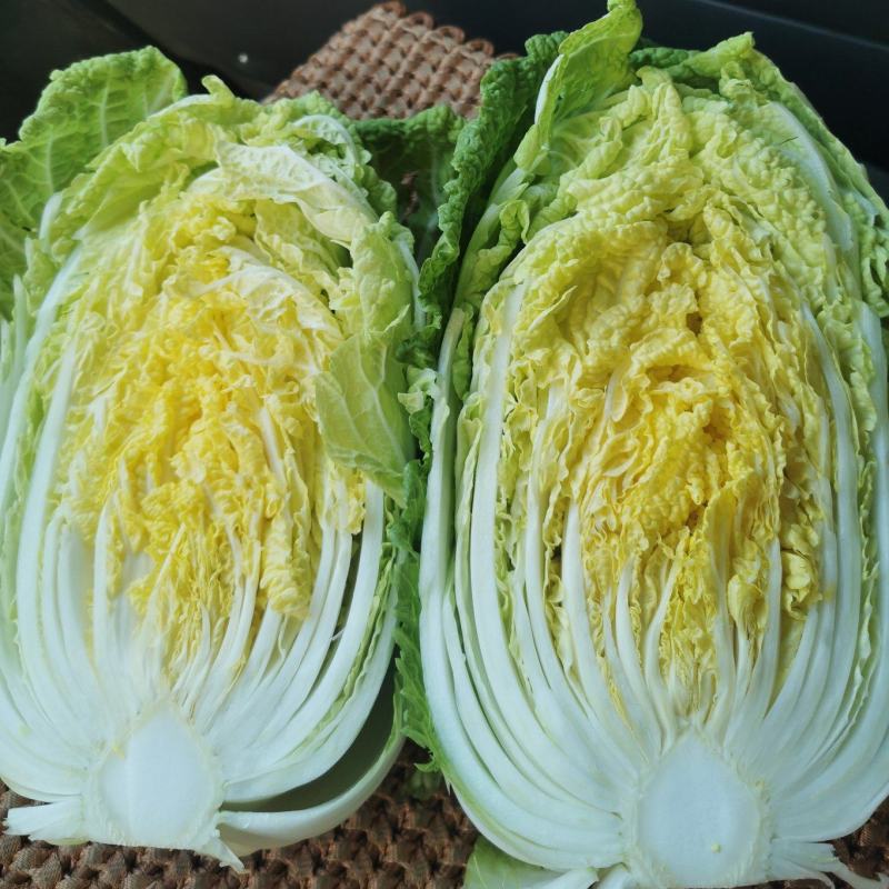 精品黄心白菜一手货源地头装车，新鲜！有需要的老板及时联系