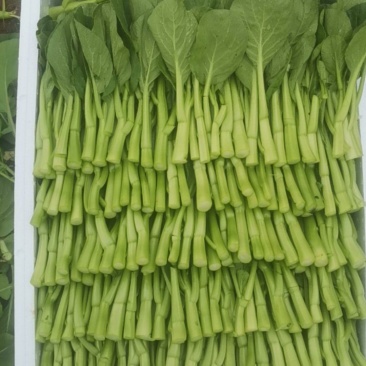 广东精品菜心，中条圆叶带花，口感脆甜，绿色无公害食品