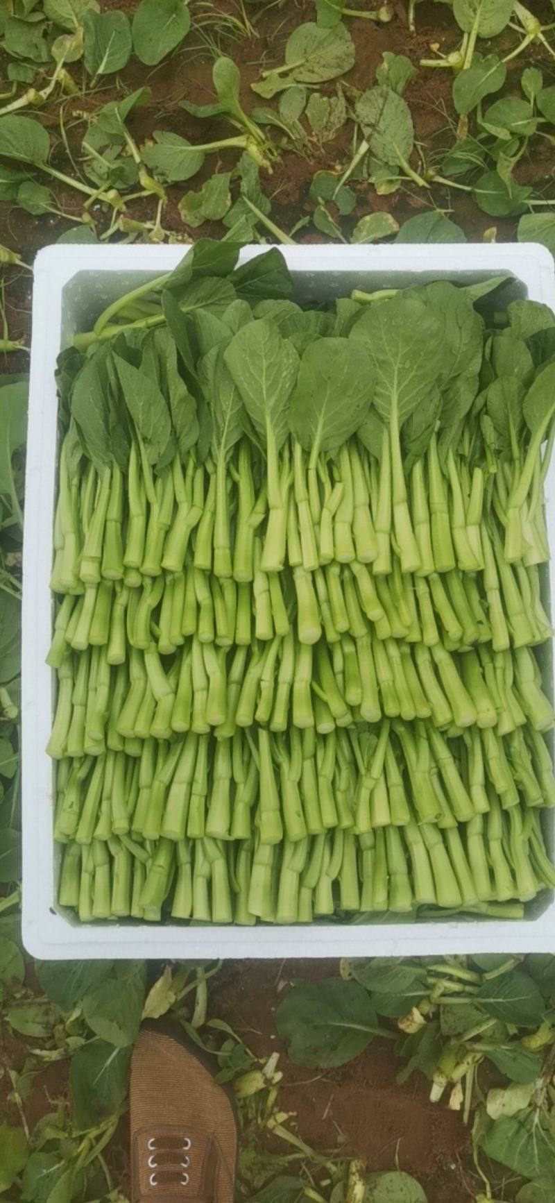 广东精品菜心，中条圆叶带花，口感脆甜，绿色无公害食品
