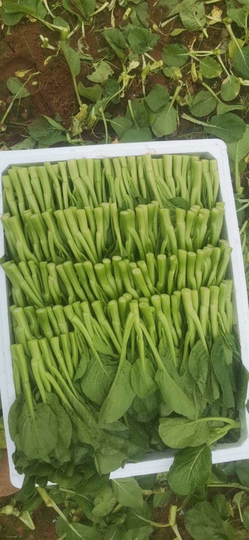 广东精品菜心，中条圆叶带花，口感脆甜，绿色无公害食品