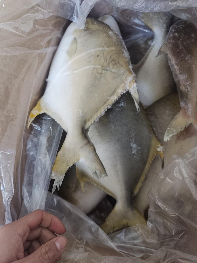 金鲳鱼冷冻金鲳鱼700-800克冷冻新鲜金鲳鱼