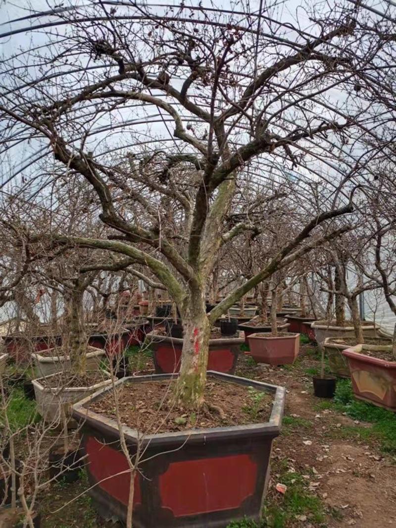 古石榴树盆栽，自家培植，树型价格低，欢迎前来指导！