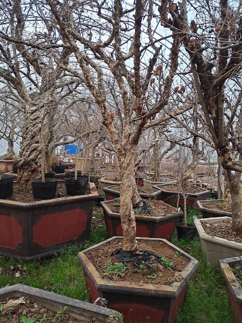 古石榴树盆栽，自家培植，树型价格低，欢迎前来指导！