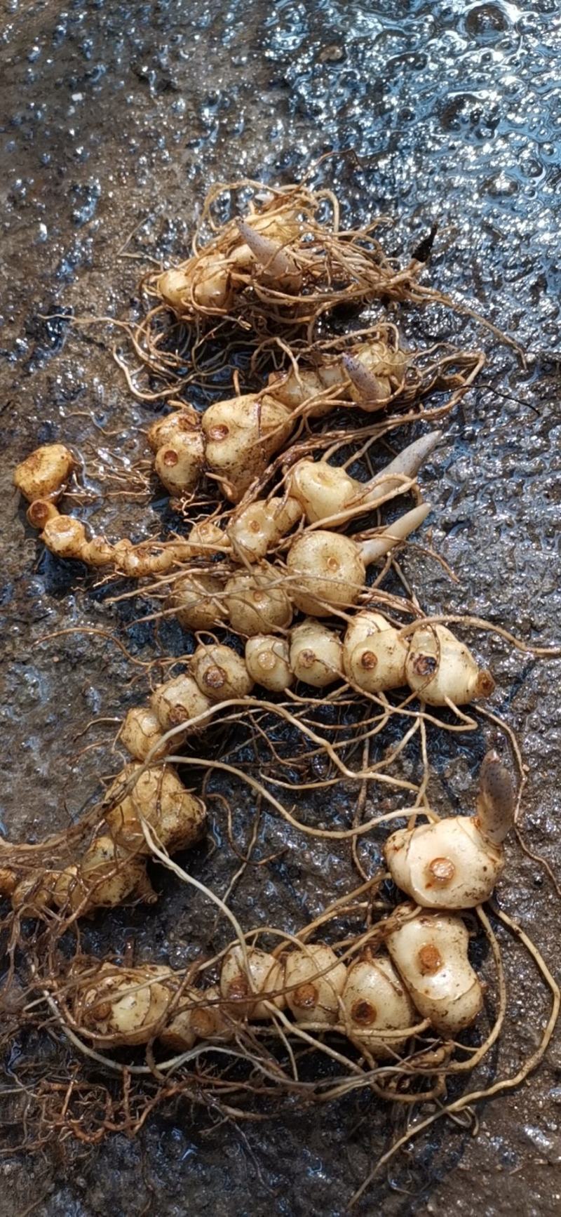 黄精种苗
