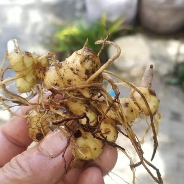 黄精种苗