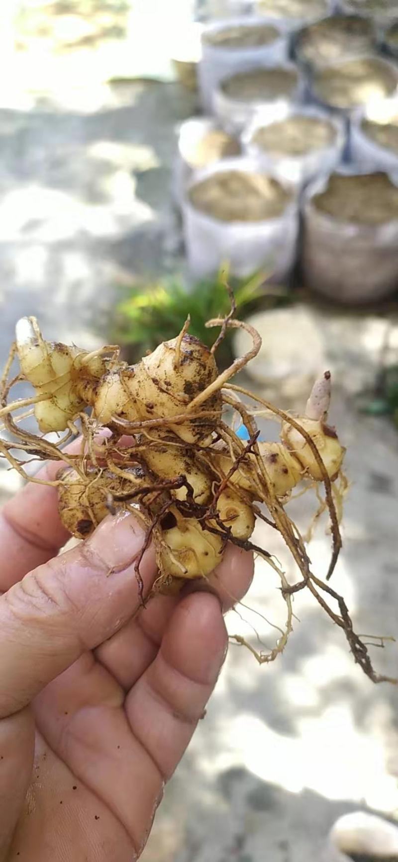 黄精种苗