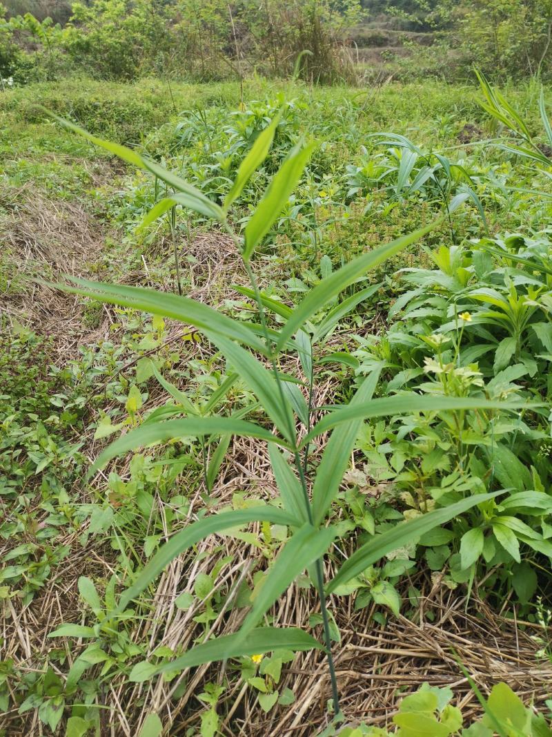 黄精种苗