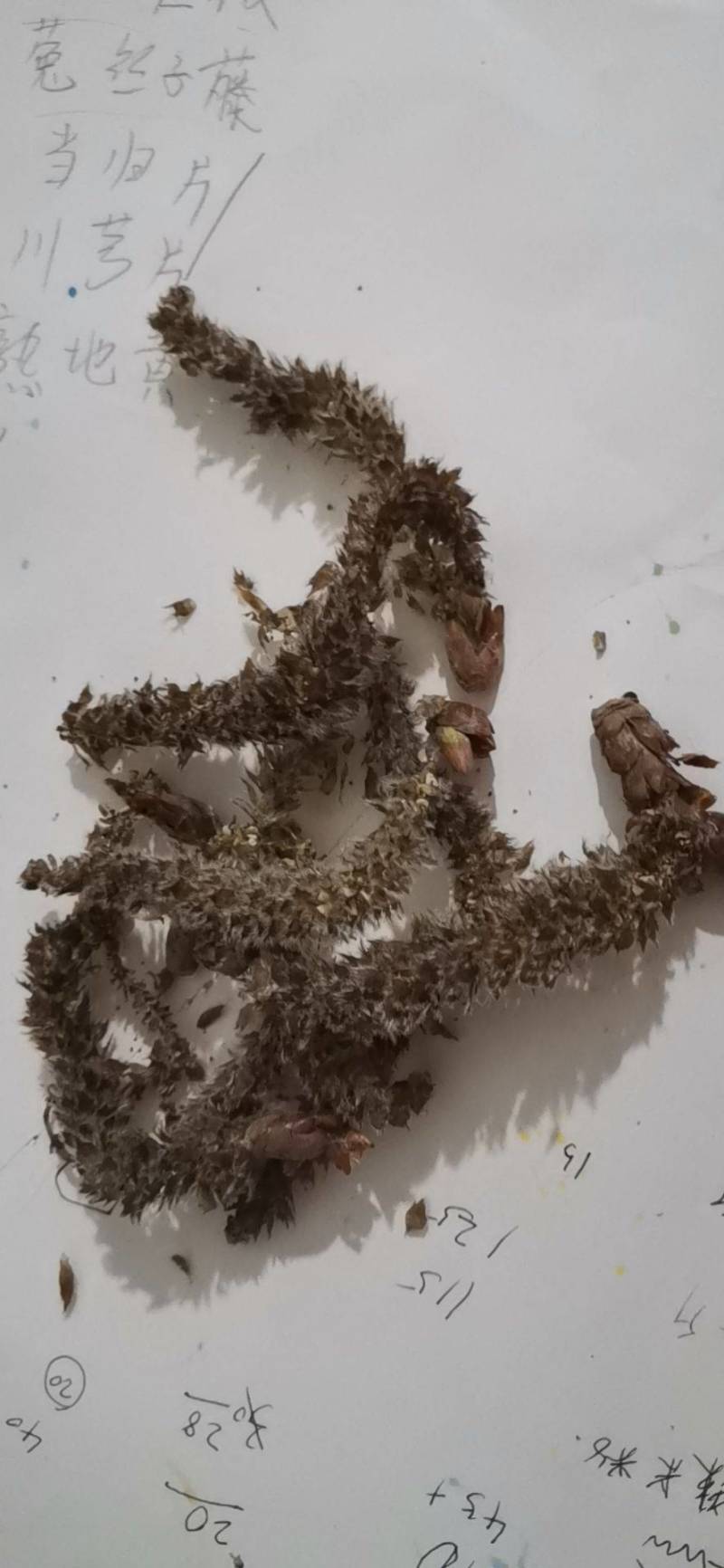 杨树花中药材批发零售杨树花