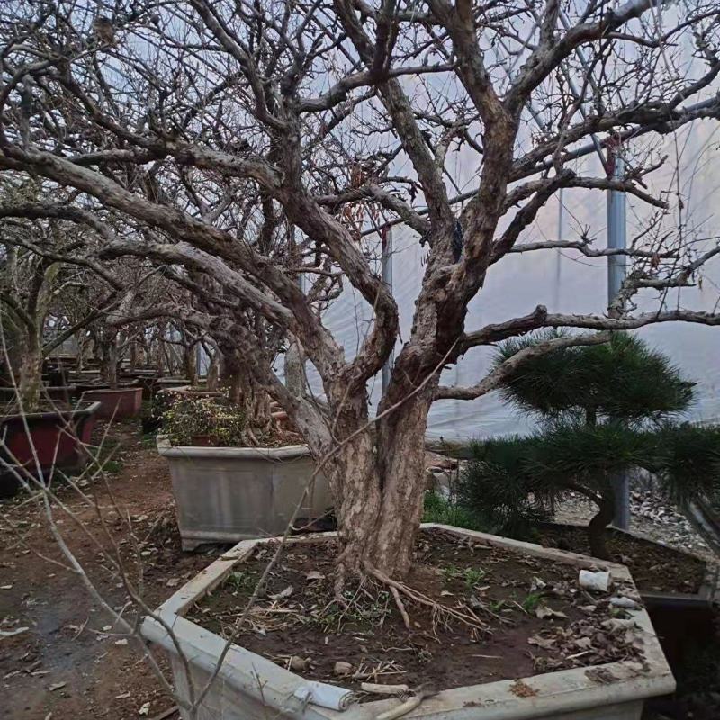 古石榴树盆栽，自家培植，树型价格低，欢迎前来指导！