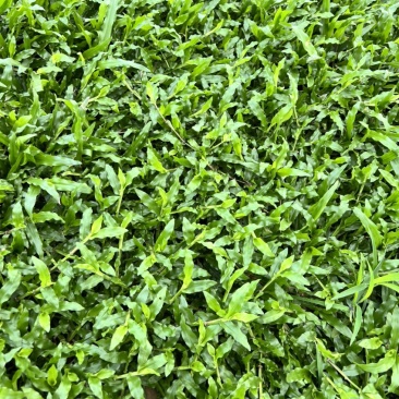 大叶油草，精品出售，基地直销
