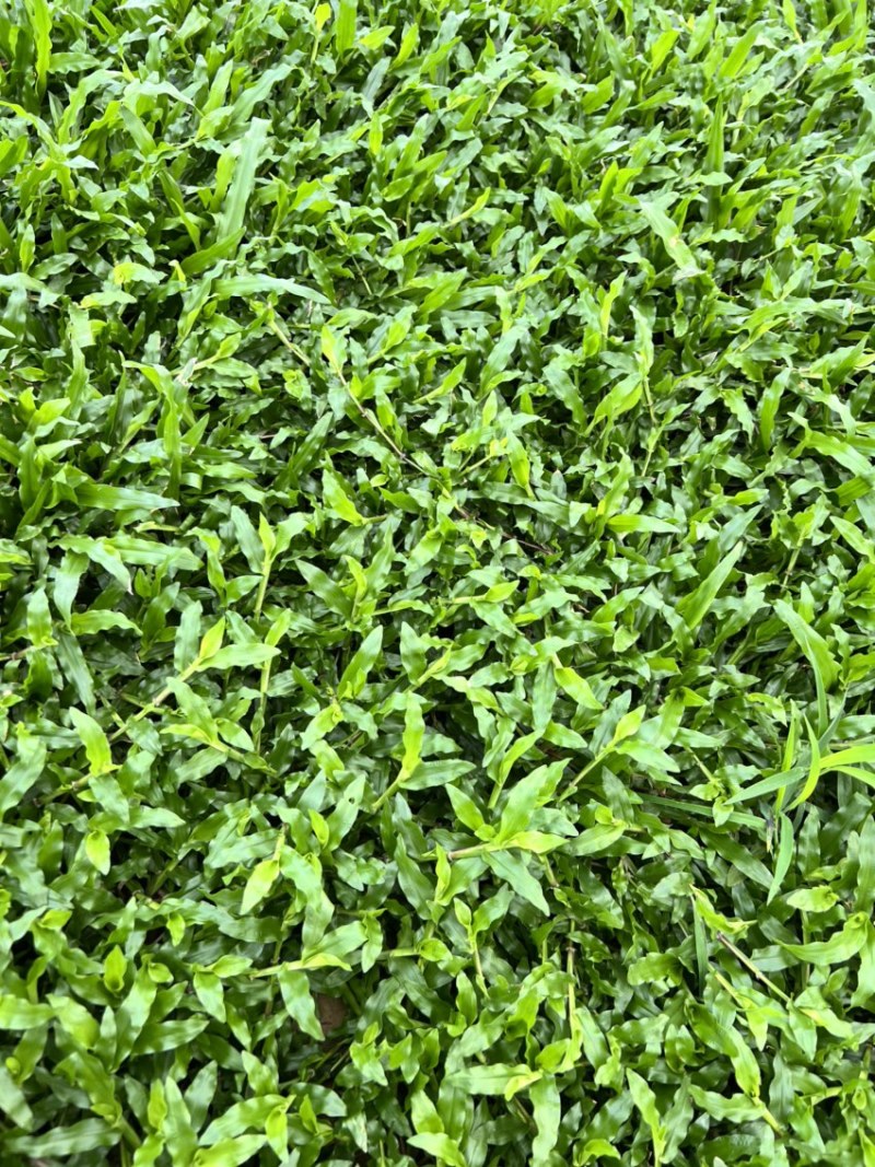 大叶油草，精品出售，基地直销