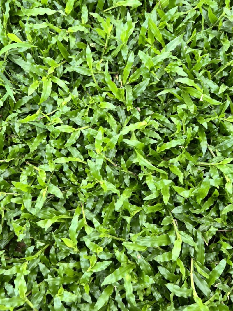大叶油草，精品出售，基地直销