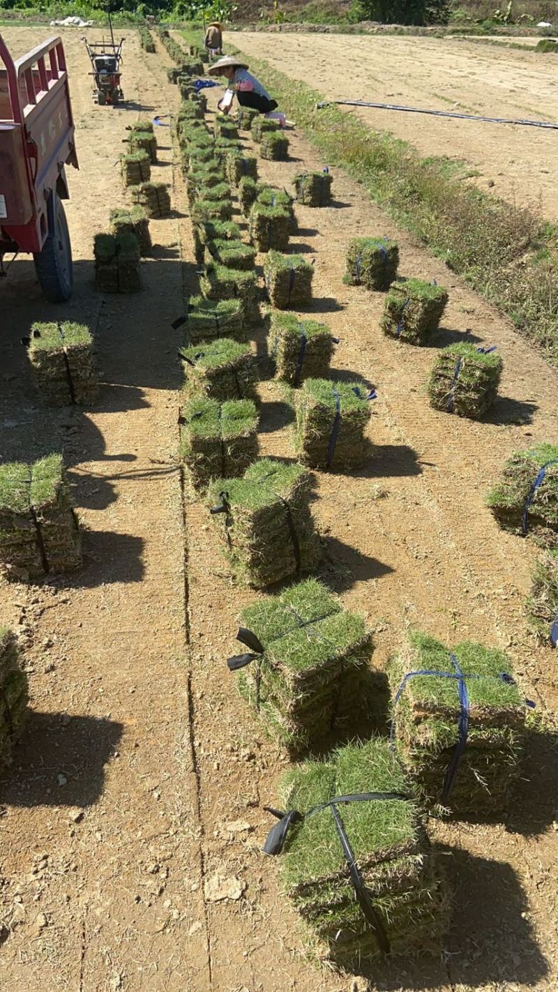 大叶油草，精品出售，基地直销