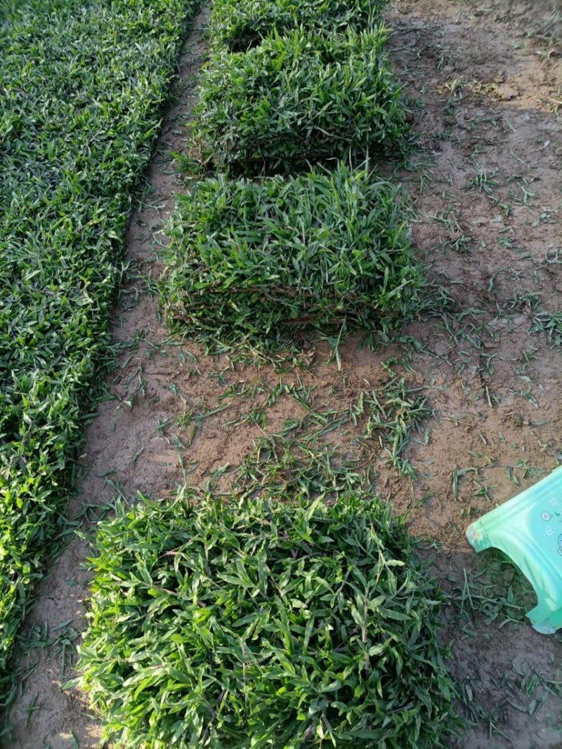 大叶油草，精品出售，基地直销