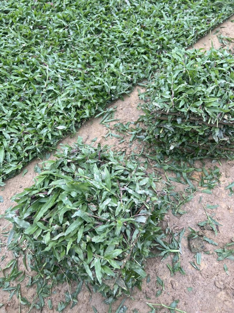 大叶油草，精品出售，基地直销