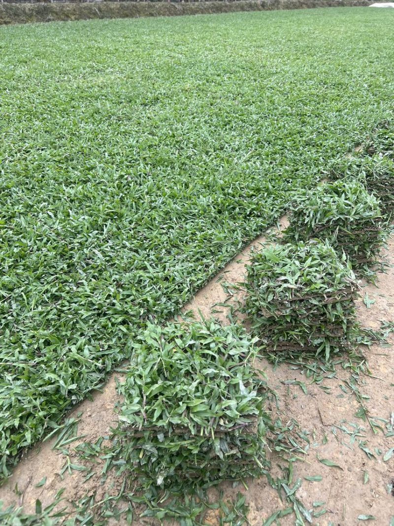大叶油草，精品出售，基地直销