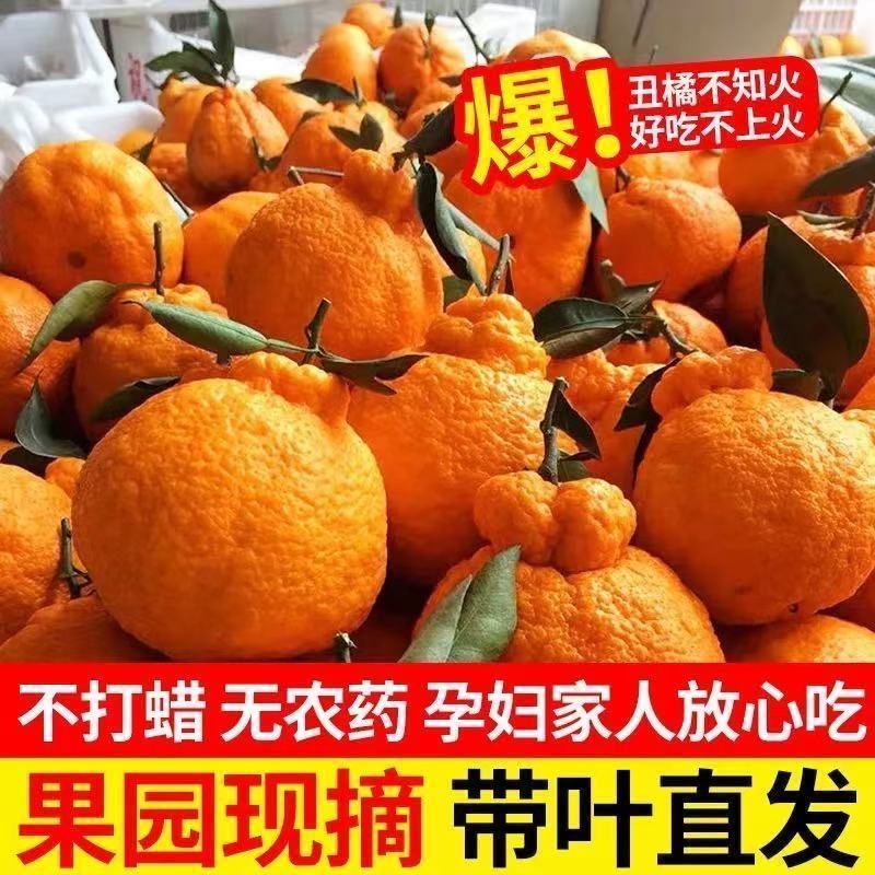 【一件代发】正宗四川丑橘不知火爆甜新鲜应季水果批发