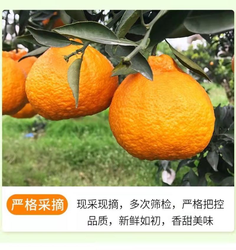 【一件代发】正宗四川丑橘不知火爆甜新鲜应季水果批发