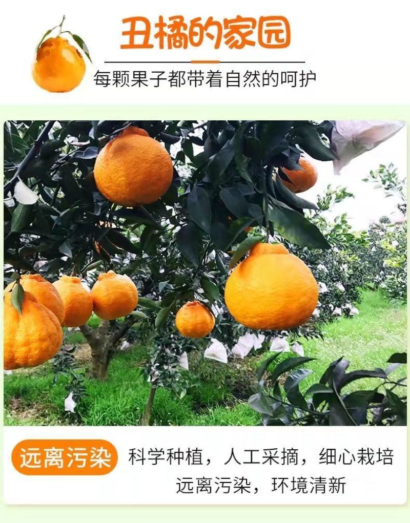 【一件代发】正宗四川丑橘不知火爆甜新鲜应季水果批发