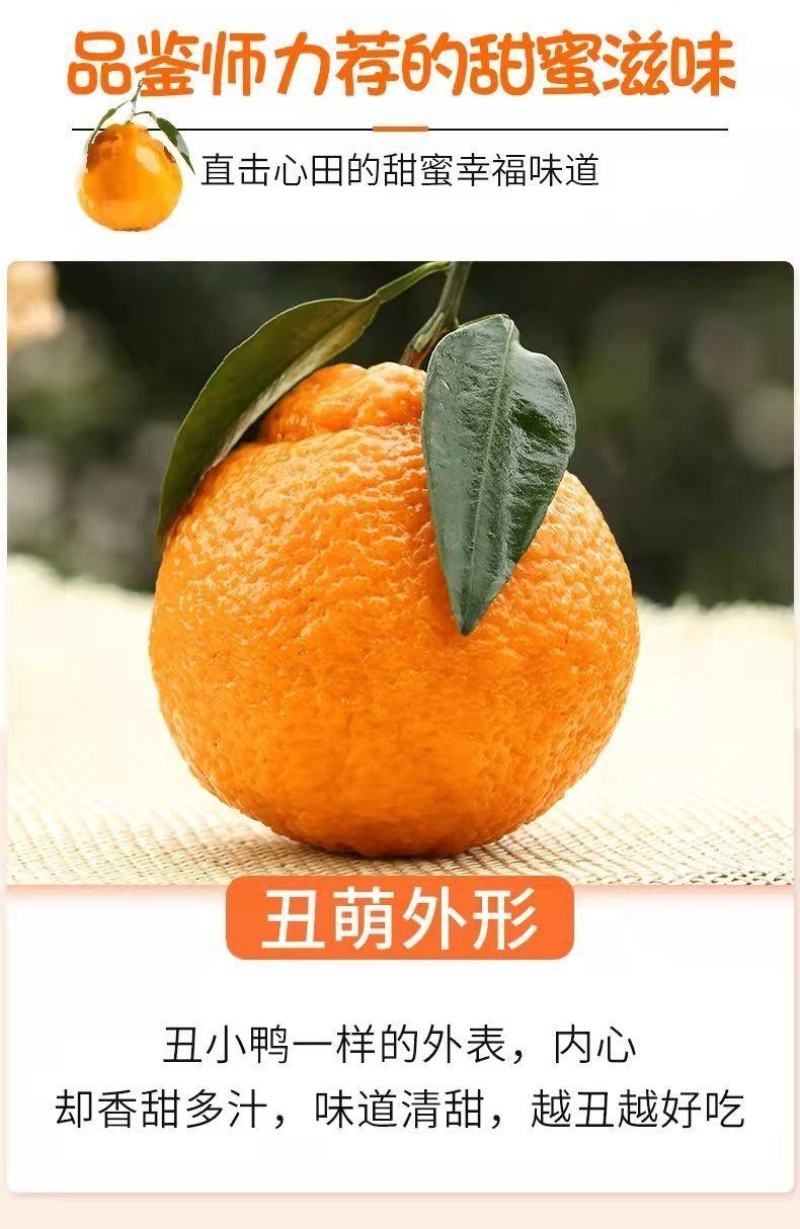 【一件代发】正宗四川丑橘不知火爆甜新鲜应季水果批发
