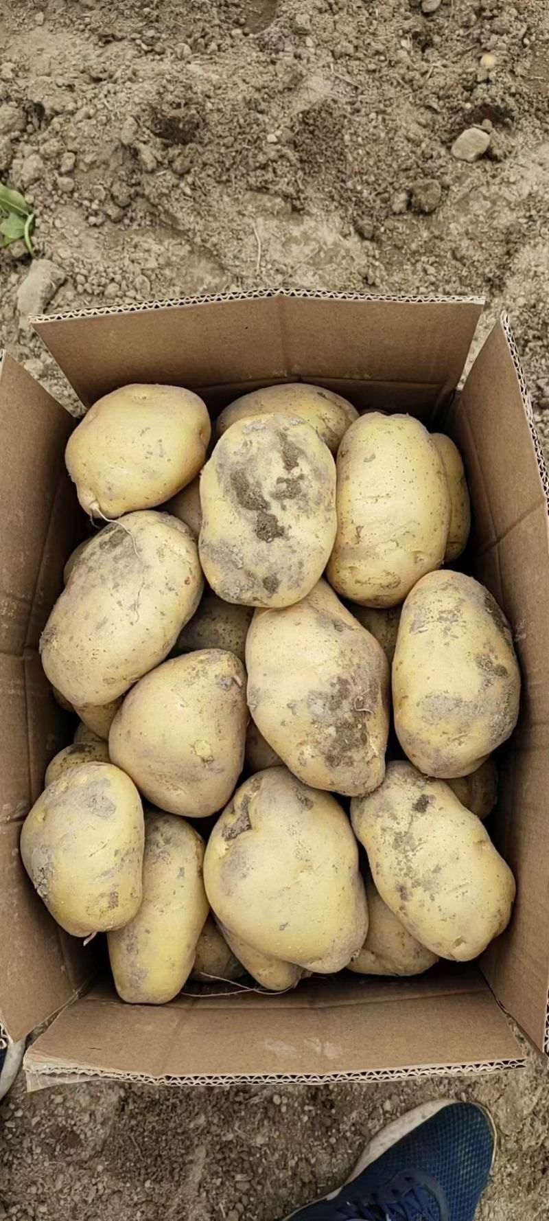 黄心土豆品质杠杠的