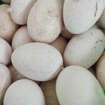 常年出售大种三花鹅蛋，泰州鹅蛋