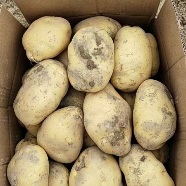 黄心土豆品质杠杠的