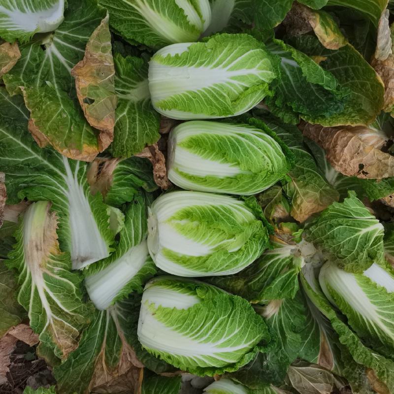 白菜原产地直供出货，可直供泡菜厂，加工厂，酱菜厂，脱水厂