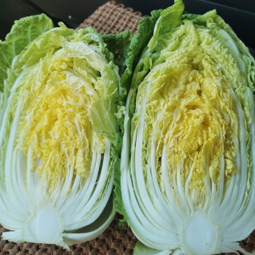 精品黄心白菜，黄心的不黄心的都有一手货源地头装车没有差价