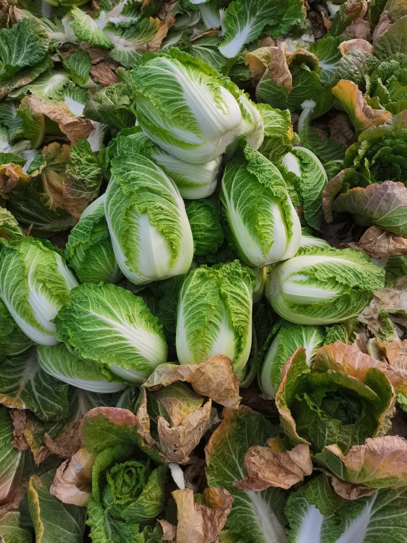 江苏精品黄心白菜盐城东台精品黄心白菜，泡菜厂，酱菜厂，加工厂